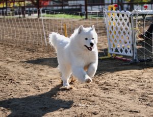 IMG_1274 (2)
