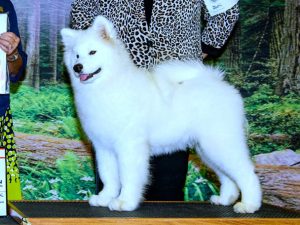 buddha-samoyed (1)