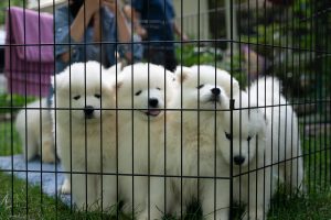 future-samoyed-litters