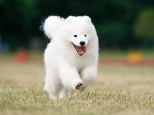 hanni-samoyed-puppy