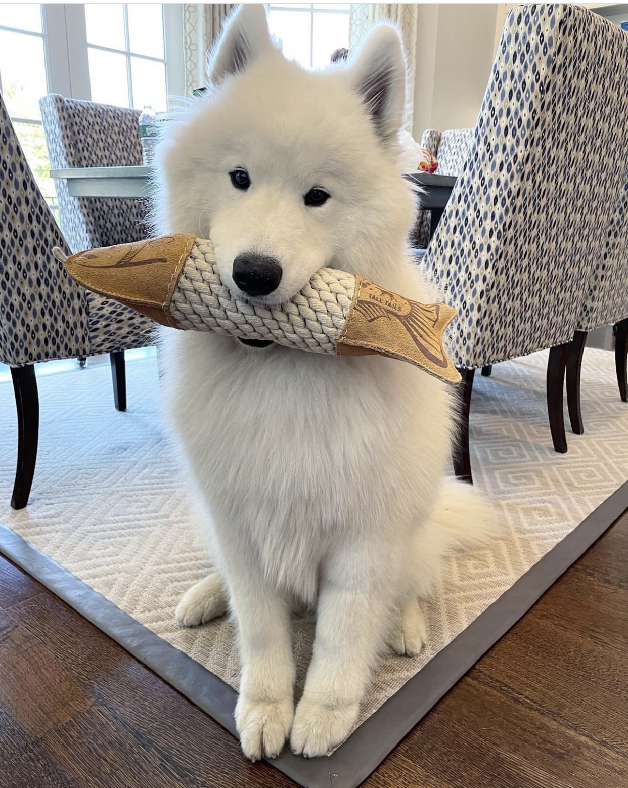 Unleash the Adventure: Samoyed Activities and Sports to Ignite the