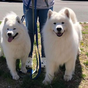 Samoyed puppy sales weight