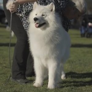 Keep Your Dog s Tail Wagging Feeding Raw Food Imperial Samoyeds