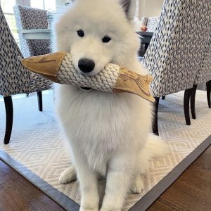 Unleash the Adventure: Samoyed Activities and Sports to