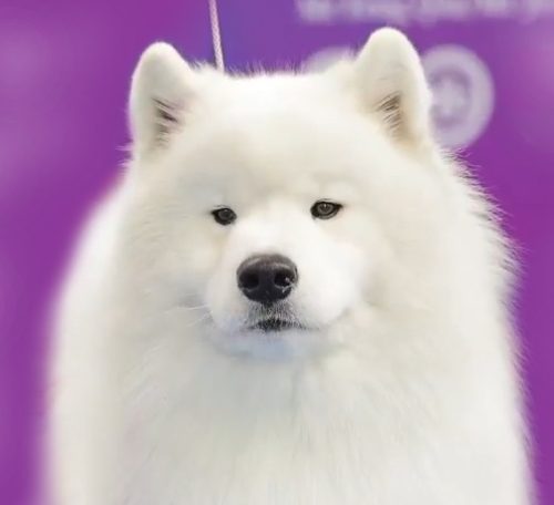 White sales magic samoyed