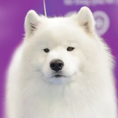 dabao-beautiful-samoyed