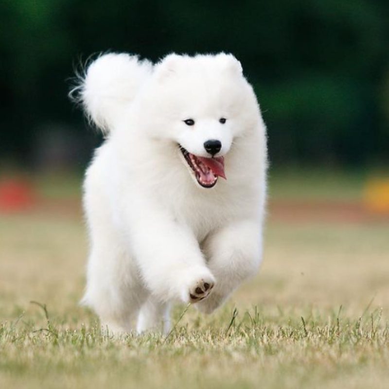 hanni-samoyed-puppy